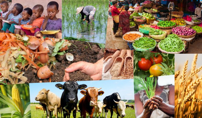 A collage of children eating, corn, tomatoes, food composting, a farmer with a small crop, a rice farmer on a rice farm with shallow water, dairy cows in a field, and a food market in India