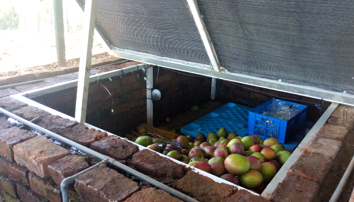 Papayas in brick cooling chamber