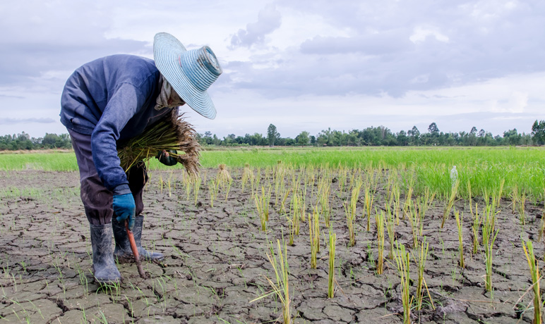 Famer with blue hat planting rice in dried rice paddy