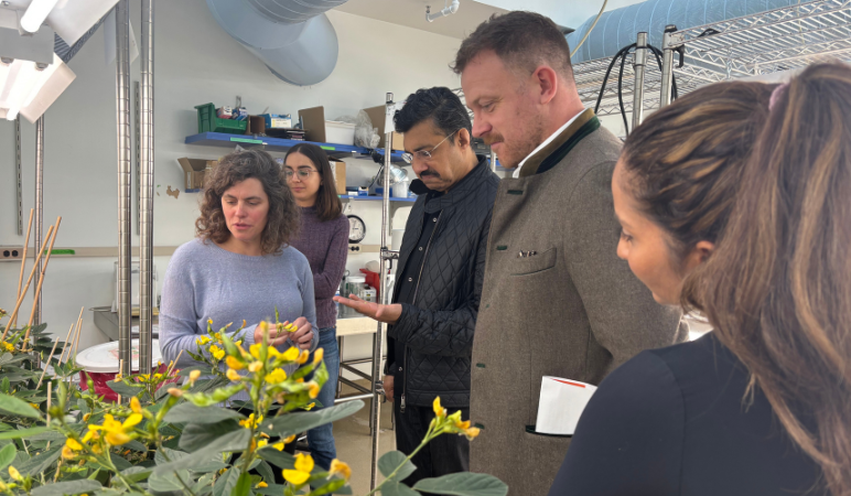 Colleagues from Community Jameel visit the lab of Mary Gehring who shows them a plant with a student in the background