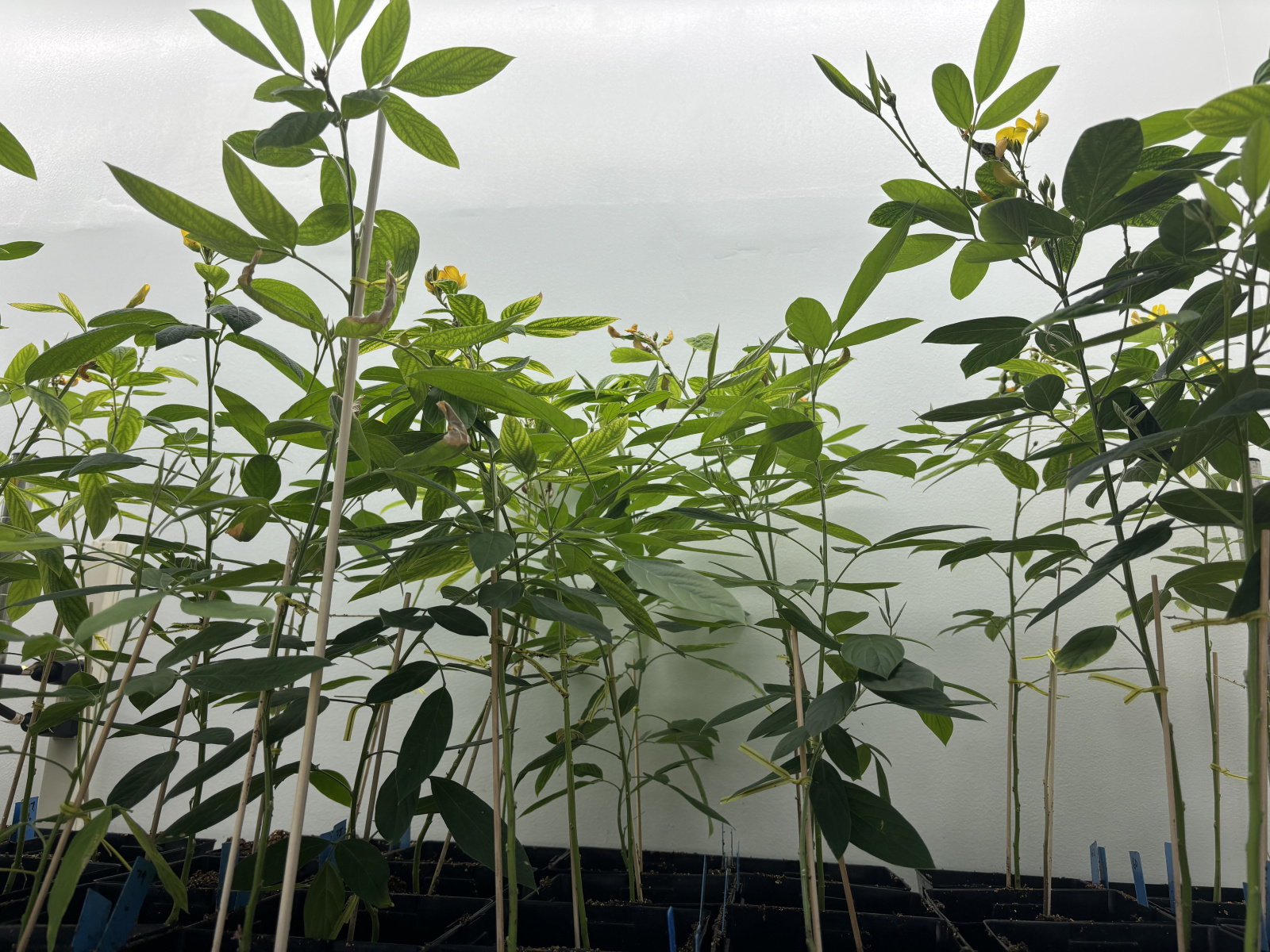 Pigeon pea plants in a green house