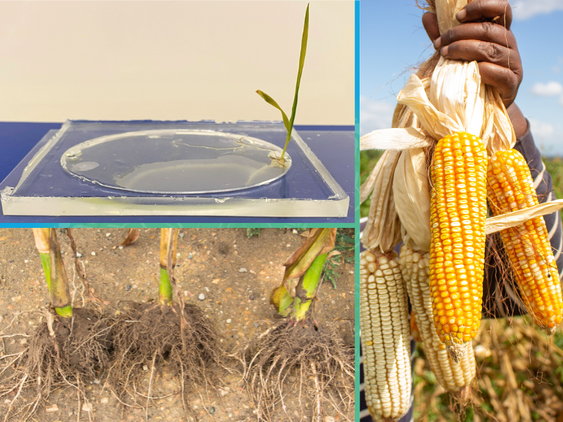 Three picture collage with a small plant growing in a petri dish, the roots of three corn crops, and a hand holding up ears of corn in a field