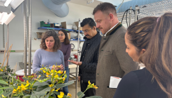 Colleagues from Community Jameel visit the lab of Mary Gehring who shows them a plant with a student in the background