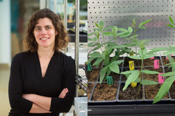 Headshot of Mary Gehring smiling on the left and an image of green plants sprouting out of a black plastic container in a lab on the right