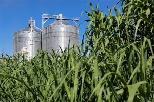 Corn stalks in front of large metal silos