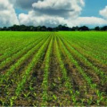 An ongoing agricultural plot of green plants growing out of the soil and a cloudy, but blue sky above it. 