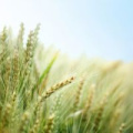 Close up shot of grains of wheat in a sunny field